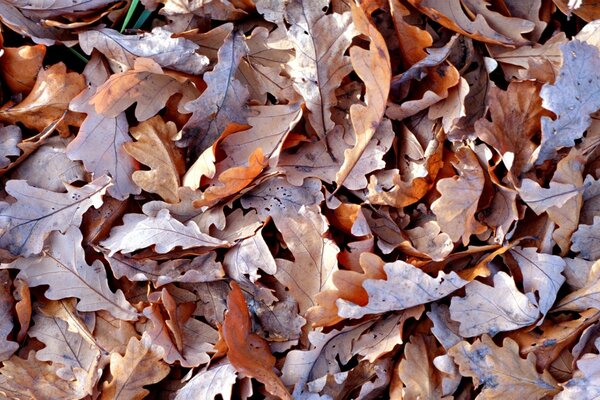 Hojas caídas de otoño en otoño