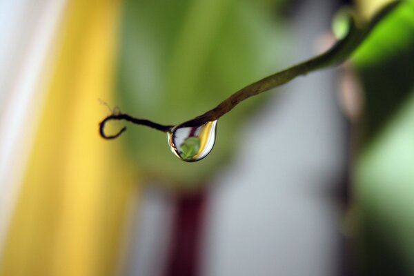 A drop of water on a branch of nature