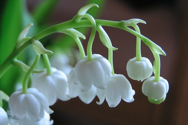 Bellissimi fiori di mughetti bianchi