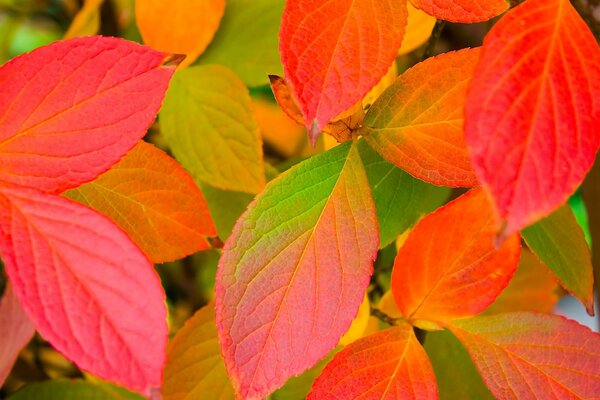 Herbst rotgelbe Blätter