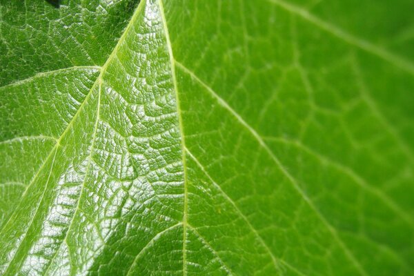 Macro de feuille verte