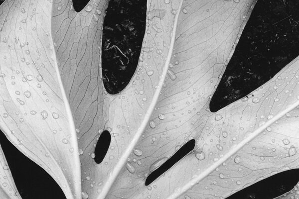 Makroaufnahmen mit Wassertropfen auf einem Blatt in Schwarzweiß
