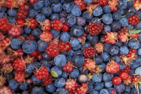 Berry mix of wild berries