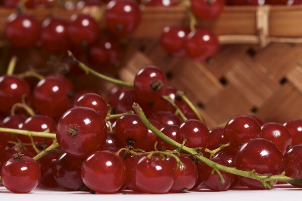 Große Beeren der roten Johannisbeere