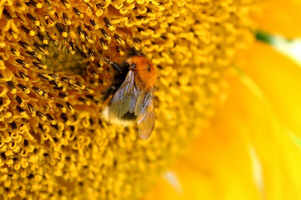 Macro shooting of a bee on a yellow flower