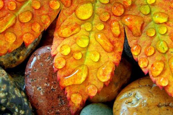 Tau auf einem gelben Blatt, das auf die Steine fiel