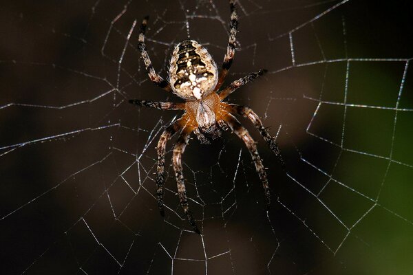 Una araña bien colocada en su propia web