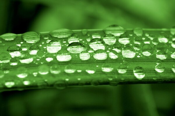 Gotas de rocío en una hoja verde