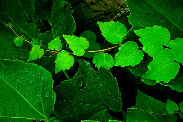 Coup de macro de feuilles vert venimeux