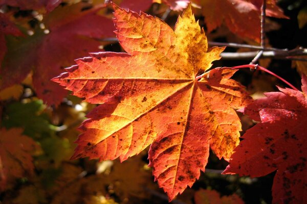 Otoño dorado, hoja naranja