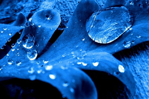 Morning dew on parsley leaves