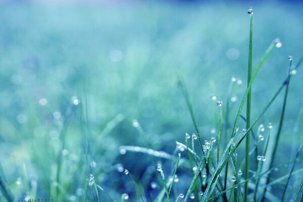 Rosée du matin. Herbe humide