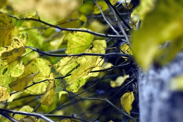 Branches and green leaves of the tree