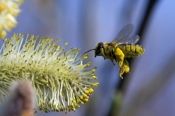 Vol de l abeille au rein près de l arbre