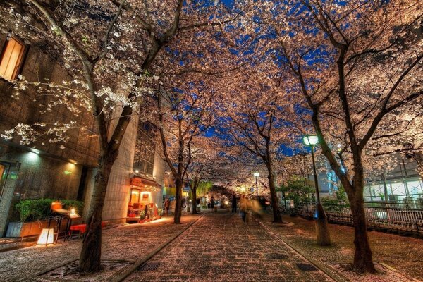 A beautiful alley in the evening city