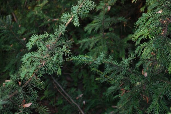 Bâtons de sapin de Noël vert en été