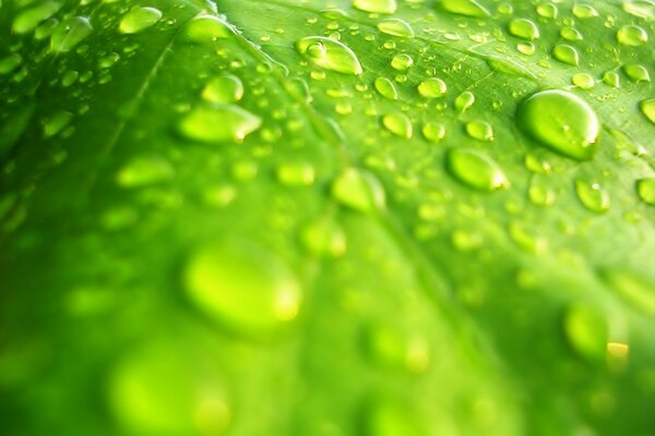 El rocío en la hoja verde brilla