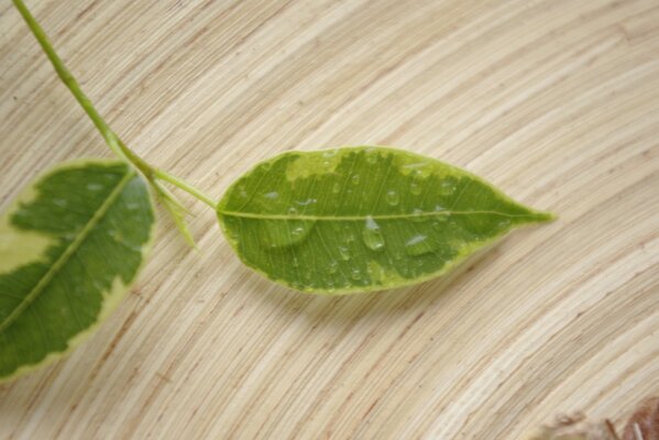 Hoja en gotas de agua