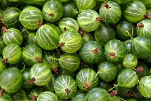 Un sacco di uva spina verde Matura