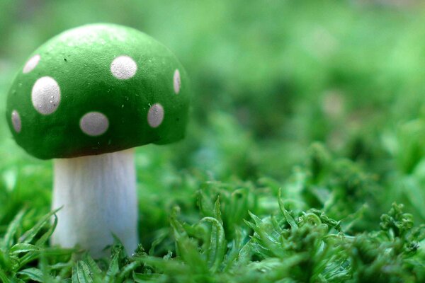 Fungo agarico verde in una radura