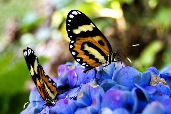 Couleurs d été. Papillons sur les fleurs