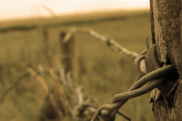 Barbed wire fence. Macro photography