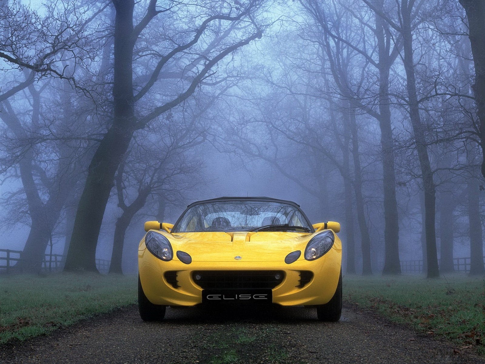 fog tree yellow car