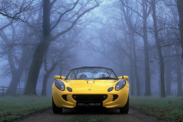Желтое авто среди деревьев в тумане
