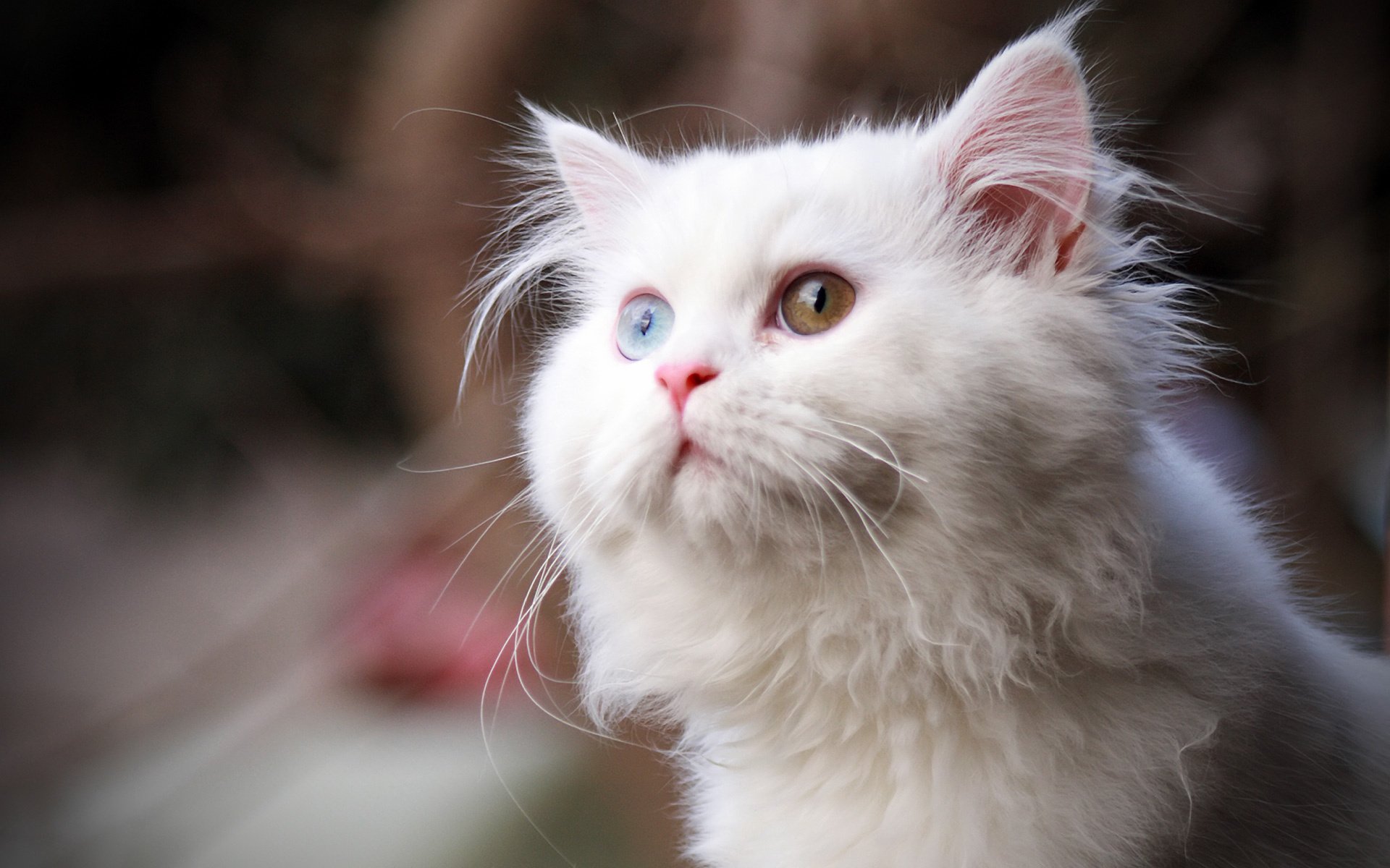 yeux multicolores chat couleur blanche animaux regard félin yeux