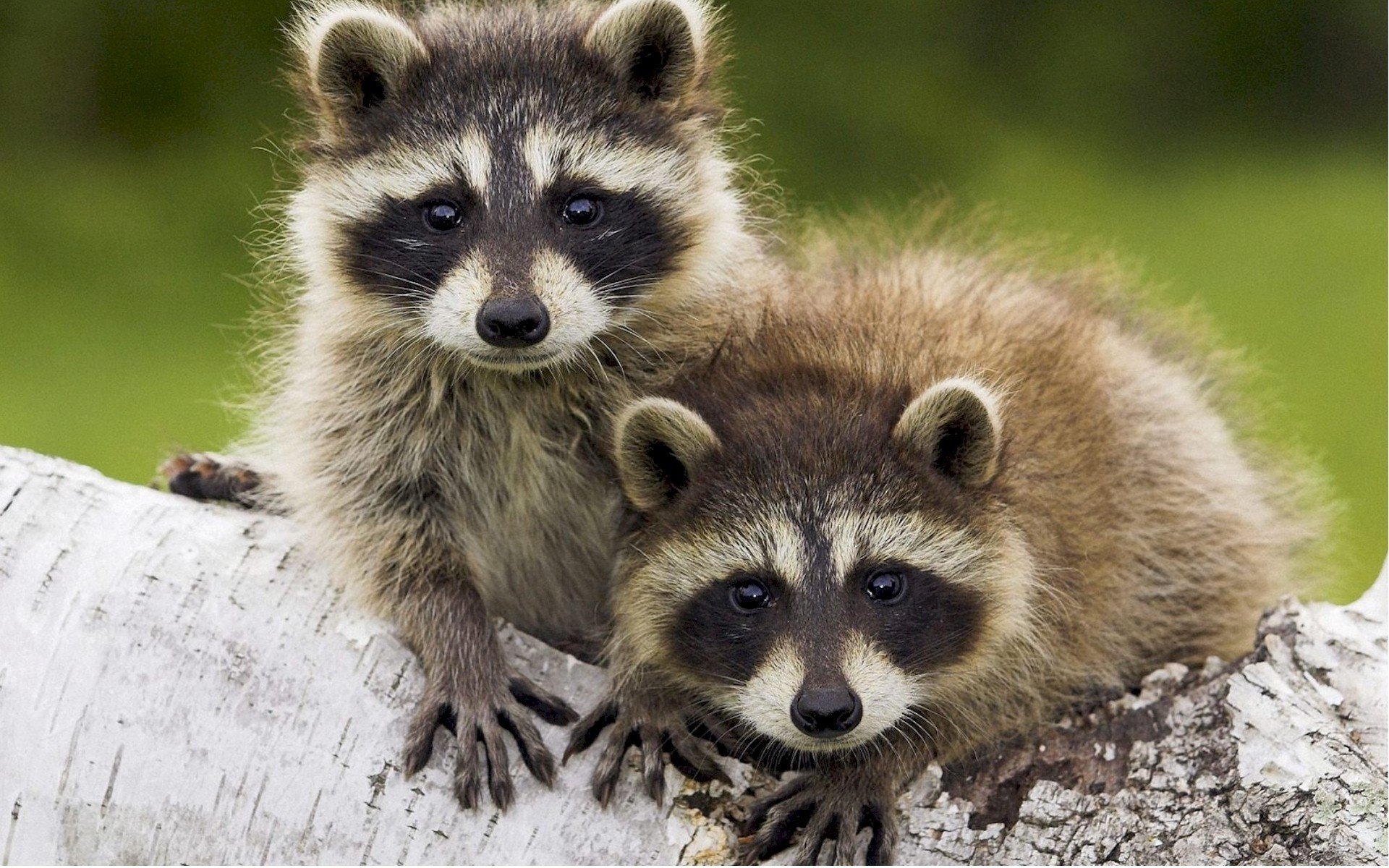 mapaches lindos bozales peludos abrigos de piel árbol mirada ojos