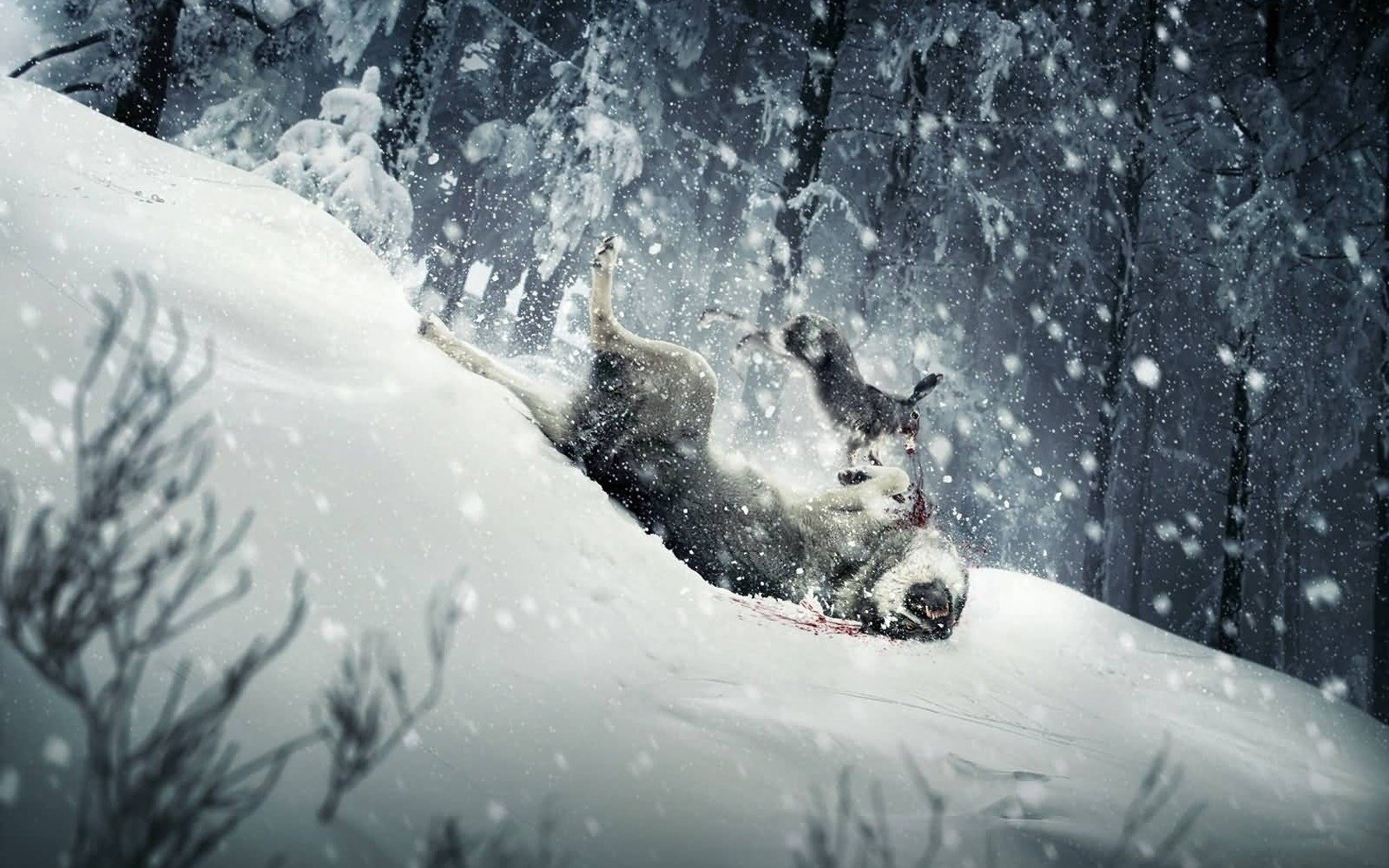 wild winter schnee jagd tierwelt hase wolf fallen im sprung schwarzweiß