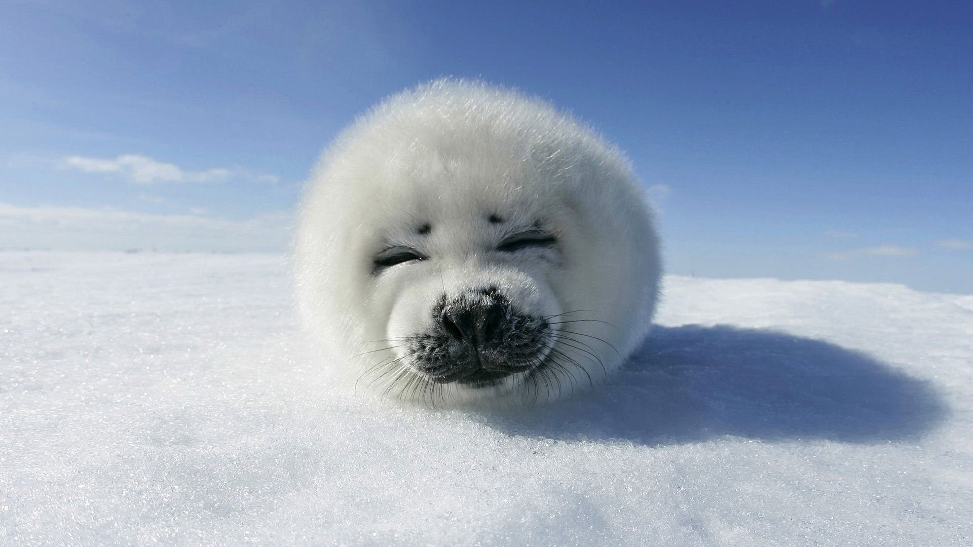 blanc comme neige créature moelleuse museau génial phoque neige ciel nuages sommeil moustache joie animaux museau