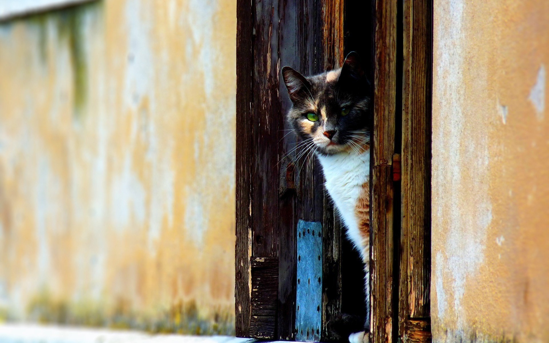 chat yeux porte en bois animaux vue félin