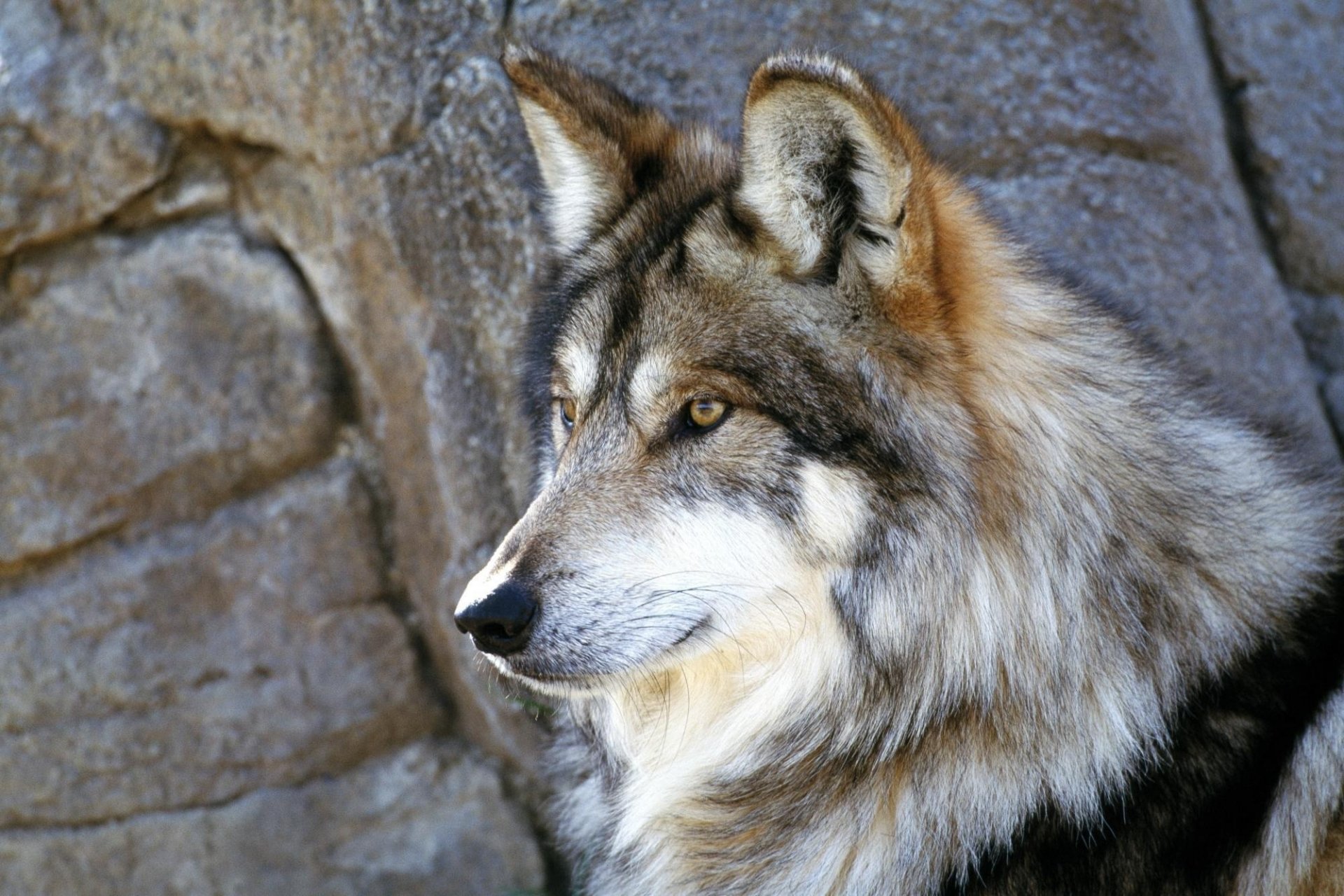 loup manteau gris rocher regard