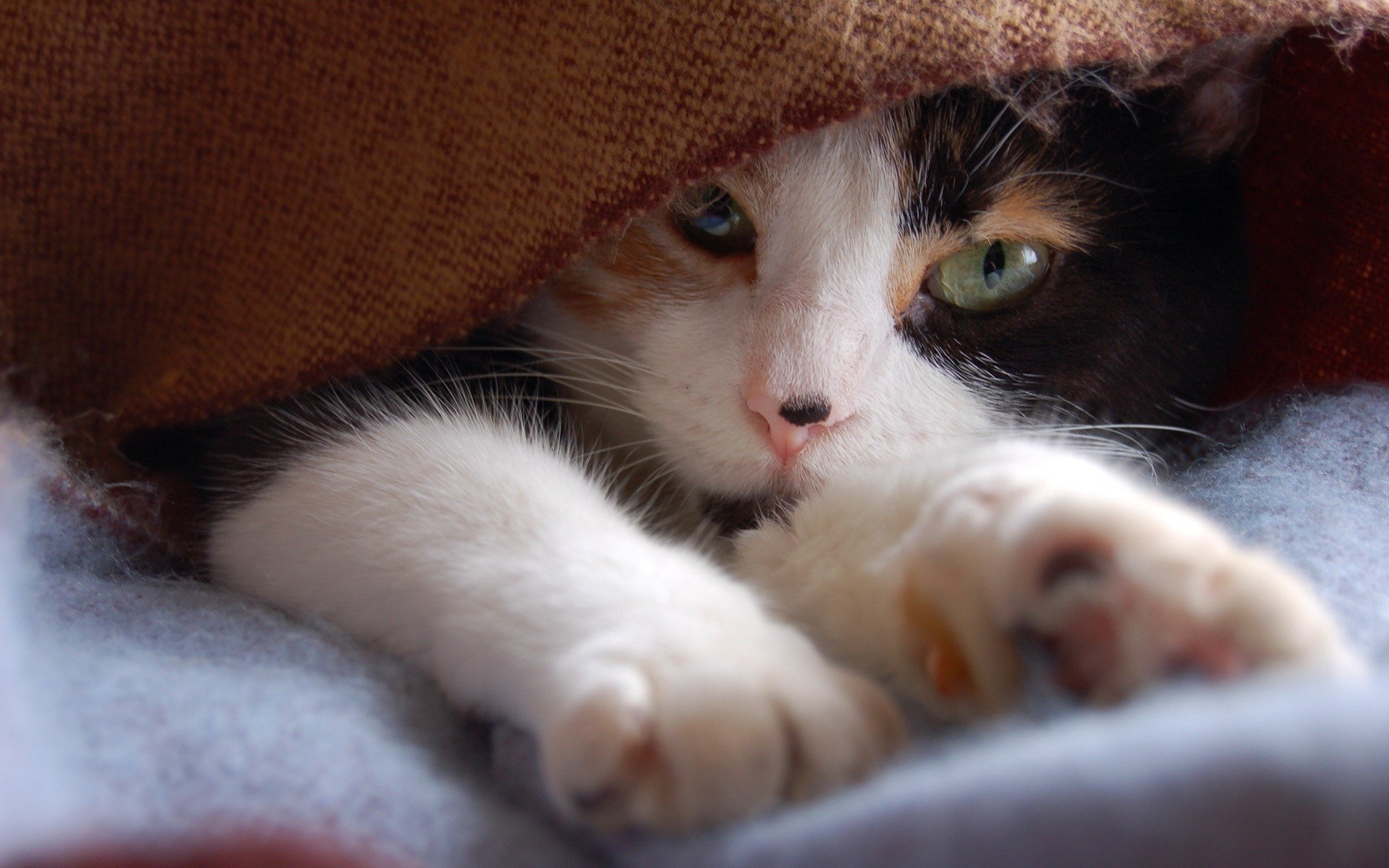 gatto macchiato zampe copriletto animali sguardo occhi di gatto