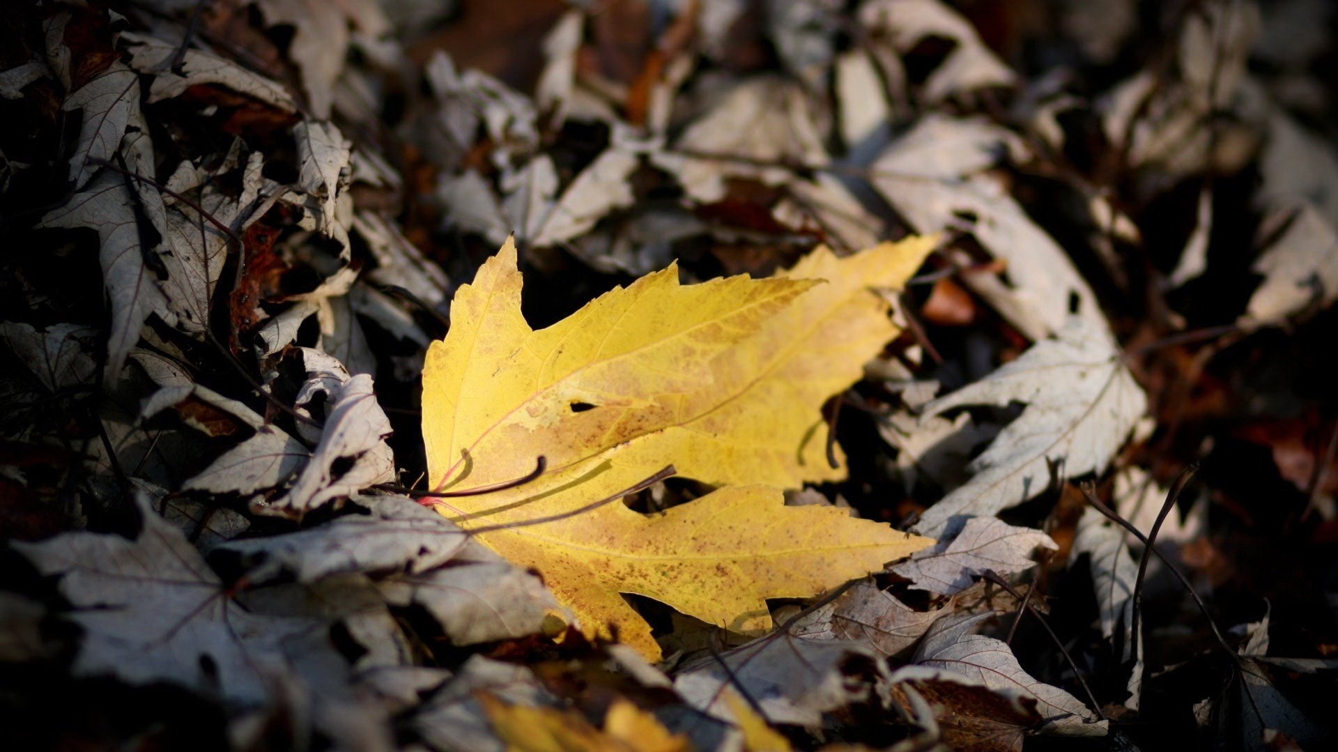 one in the field the little yellow leaf mediocrity forest