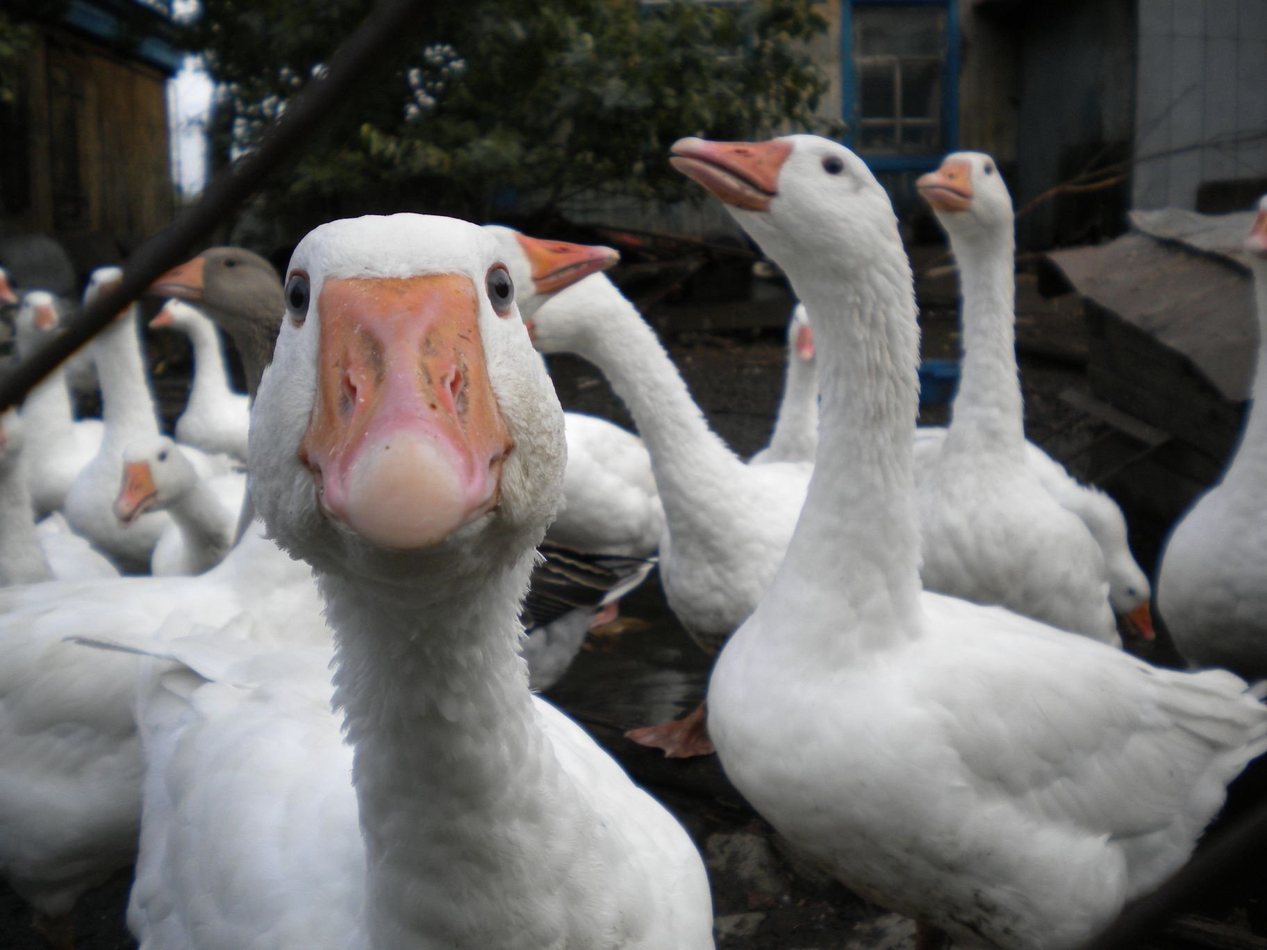 orangefarbene schnäbel weiße geschöpfe gänse interesse vögel blick augen gefiedert