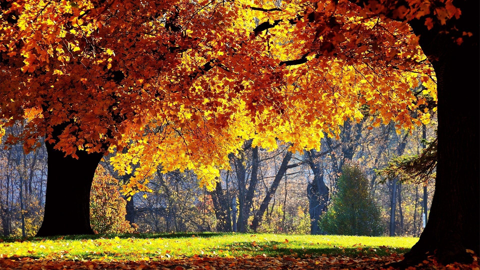 forêt lumière du soleil feuillage jaune forêt chute des feuilles âge d or été indien feuilles jaunes couleurs d automne