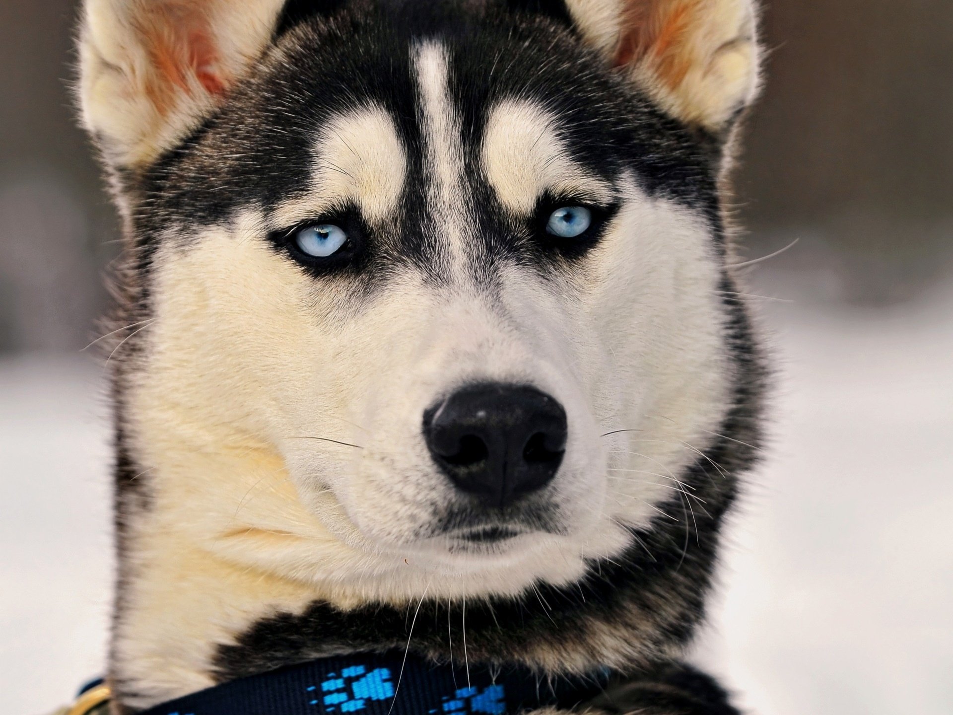 collare elettronico sguardo sorpreso occhi azzurri luminosi husky cani sguardo muso occhi azzurri naso