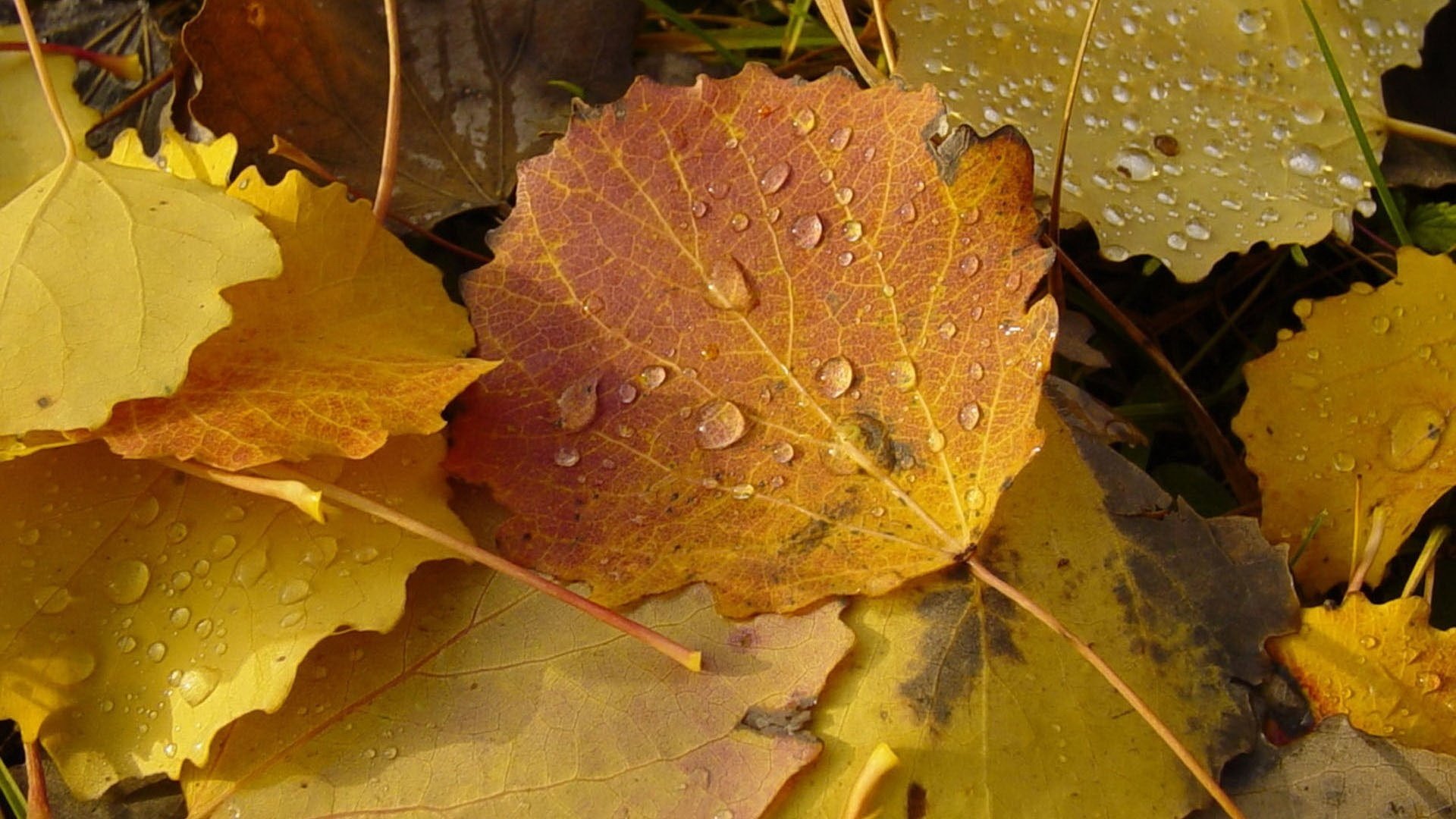 saison feuilles gouttelettes d eau lumière forêt chute des feuilles âge d or été indien feuilles jaunes couleurs d automne feuilles nature automne eau jaune