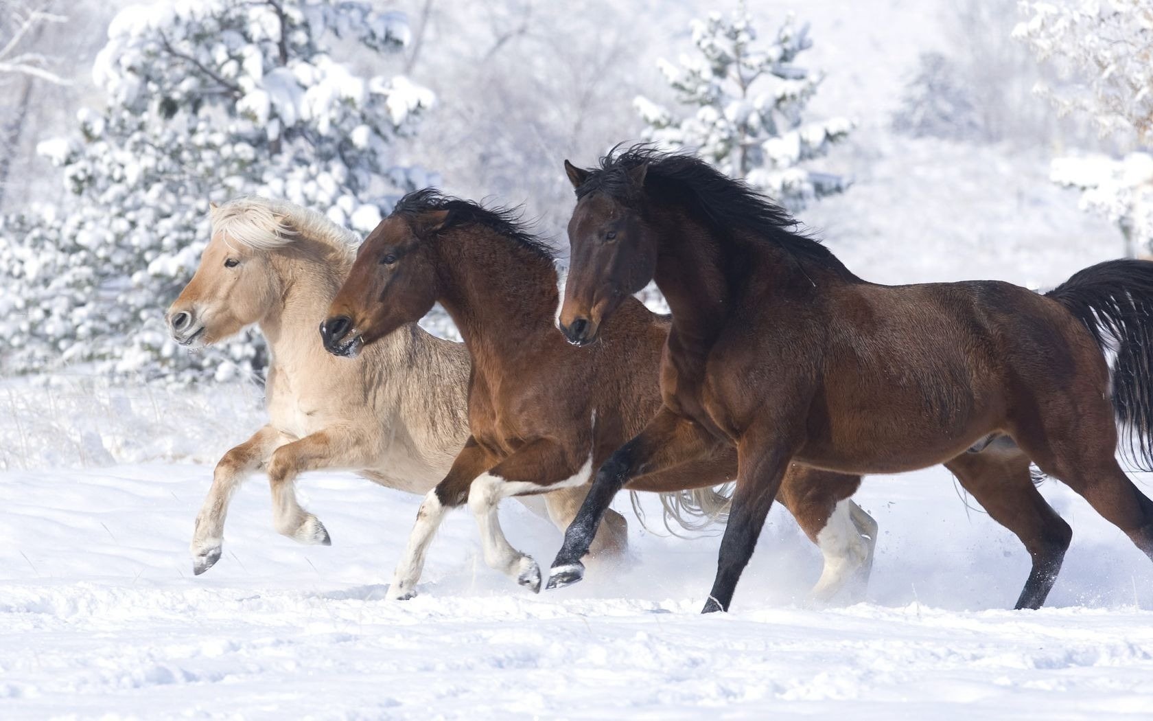 in the wild a different breed karakova horses horse trinity running snow winter beautiful color ungulates chestnut nightingale