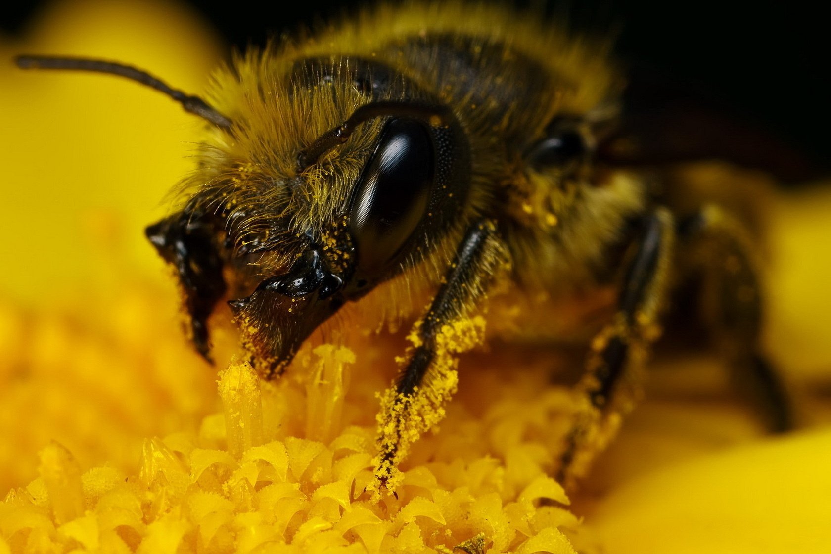 hocico en polen abejorro flor amarilla insectos ojos