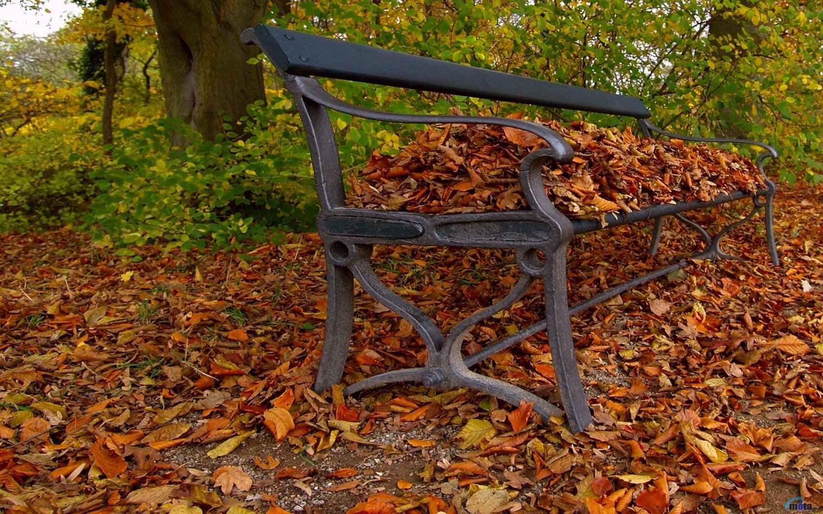 iron bench mounds of foliage autumn forest falling leaves golden time indian summer yellow leave