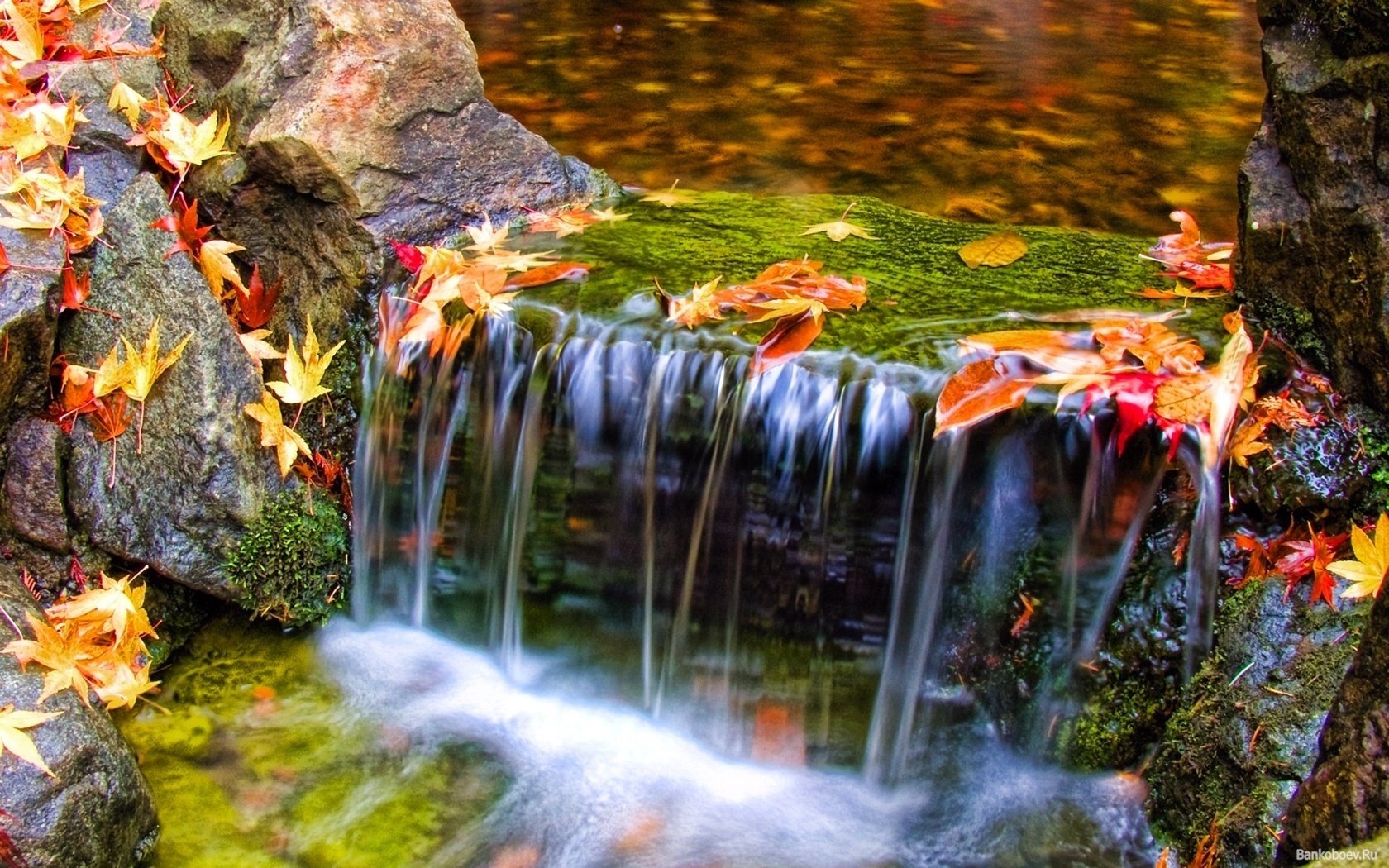 bunte blätter gebirgsbach wasser laubfall goldene zeit sommer gelbe blätter