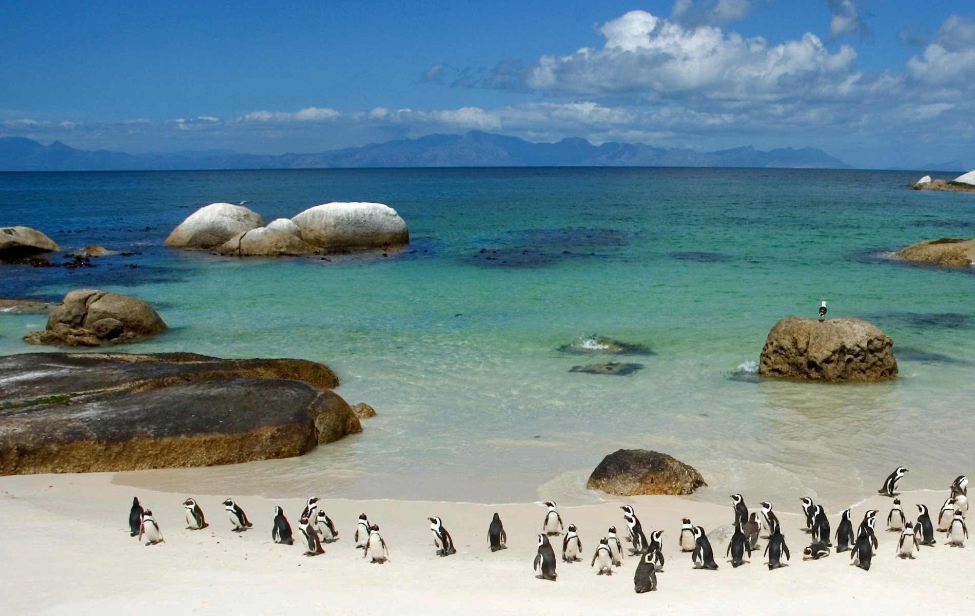 a herd of penguins the ocean stones beach water the sky cloud