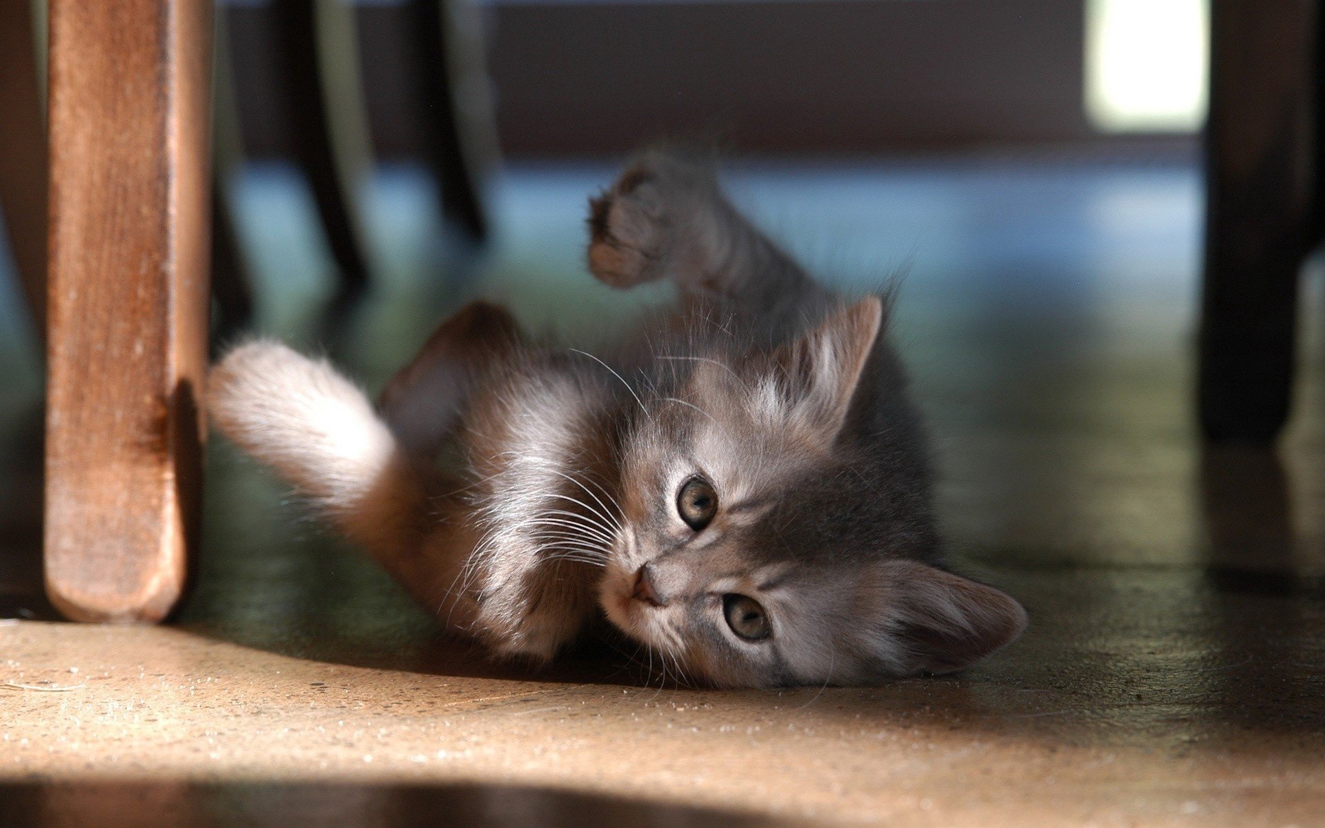 chat génial pieds de table créature duveteuse couleur grise animaux joué sexe regard yeux curiosité moustache chatons félin