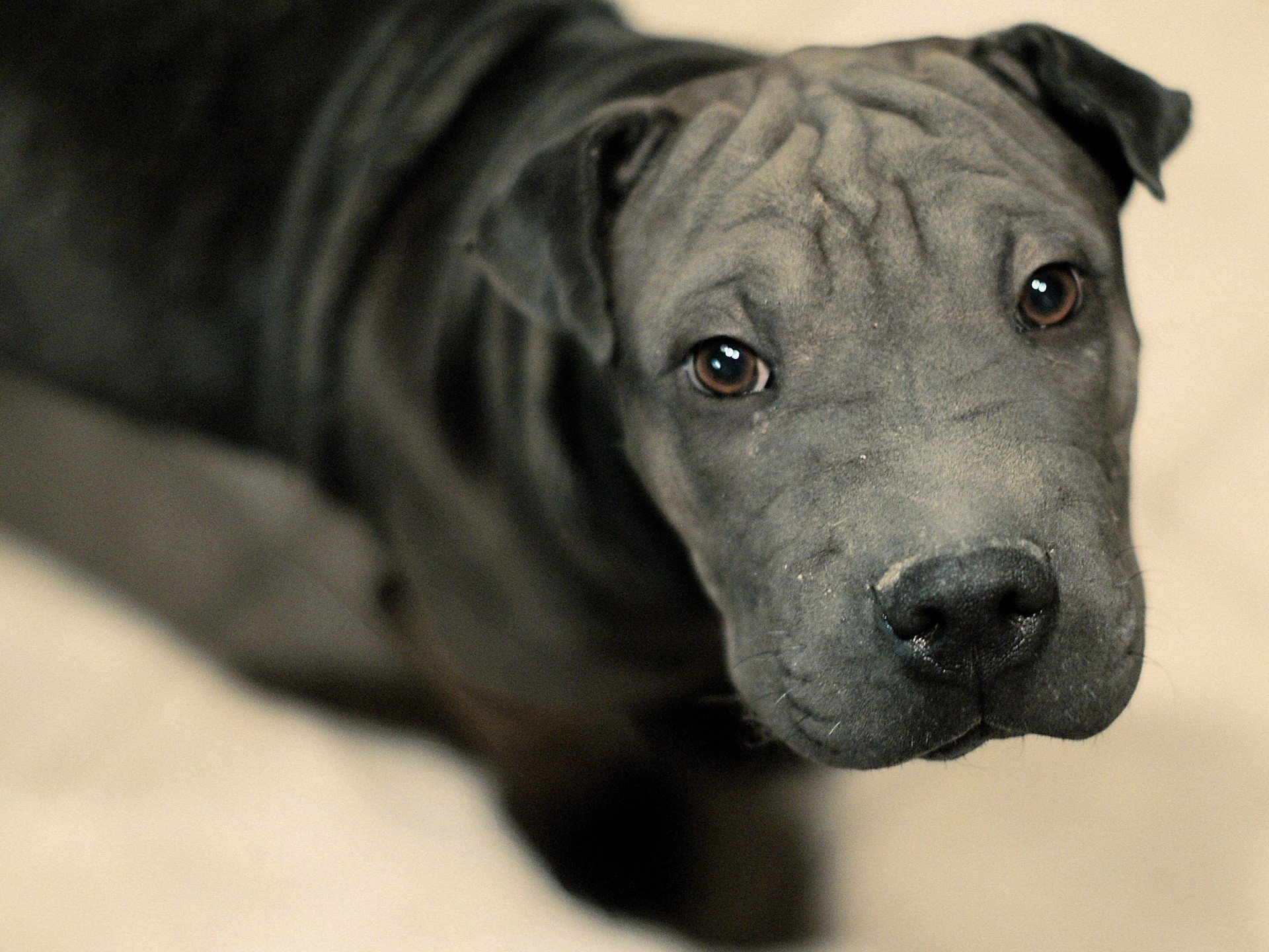 doggy süße augen schwarze farbe welpen hunde blick sharpei