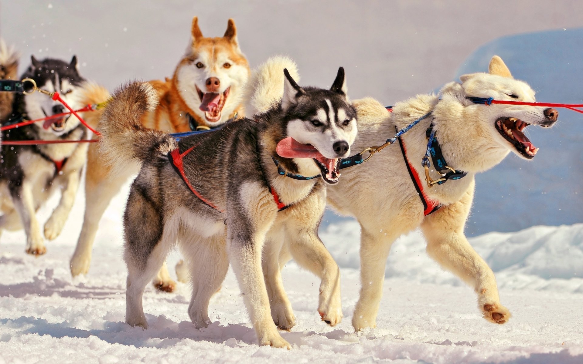 huskies geschirr hunde schnee winter