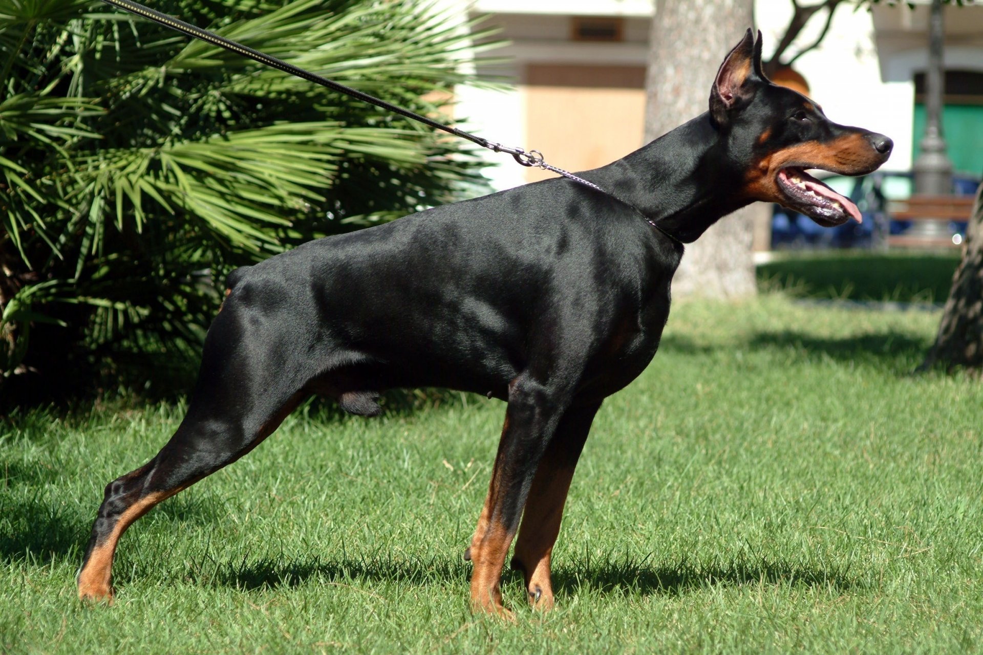 été chien stand doberman