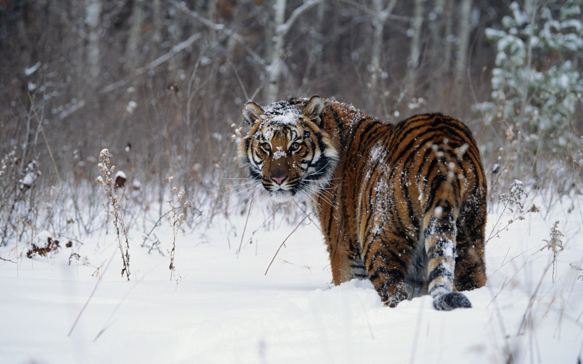 winter snow striped cat tiger animals predators look cat eye